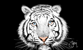 sketch #4883 White tiger by Kayson Danielle