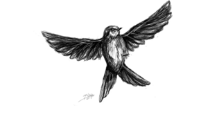 sketch #4953 Bird by Ervin Haxhija